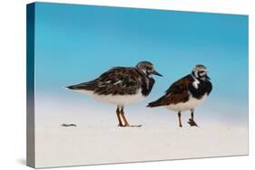 Ruddy Turnstone (Arenaria interpres) two adults, breeding plumage, standing on beach, Bird Island-Bob Langrish-Stretched Canvas