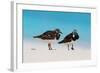 Ruddy Turnstone (Arenaria interpres) two adults, breeding plumage, standing on beach, Bird Island-Bob Langrish-Framed Photographic Print