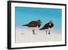 Ruddy Turnstone (Arenaria interpres) two adults, breeding plumage, standing on beach, Bird Island-Bob Langrish-Framed Photographic Print