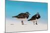 Ruddy Turnstone (Arenaria interpres) two adults, breeding plumage, standing on beach, Bird Island-Bob Langrish-Mounted Photographic Print
