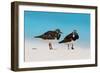 Ruddy Turnstone (Arenaria interpres) two adults, breeding plumage, standing on beach, Bird Island-Bob Langrish-Framed Photographic Print