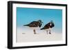 Ruddy Turnstone (Arenaria interpres) two adults, breeding plumage, standing on beach, Bird Island-Bob Langrish-Framed Photographic Print