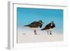 Ruddy Turnstone (Arenaria interpres) two adults, breeding plumage, standing on beach, Bird Island-Bob Langrish-Framed Photographic Print