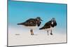 Ruddy Turnstone (Arenaria interpres) two adults, breeding plumage, standing on beach, Bird Island-Bob Langrish-Mounted Photographic Print