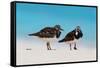 Ruddy Turnstone (Arenaria interpres) two adults, breeding plumage, standing on beach, Bird Island-Bob Langrish-Framed Stretched Canvas