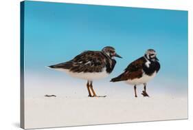 Ruddy Turnstone (Arenaria interpres) two adults, breeding plumage, standing on beach, Bird Island-Bob Langrish-Stretched Canvas