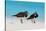 Ruddy Turnstone (Arenaria interpres) two adults, breeding plumage, standing on beach, Bird Island-Bob Langrish-Stretched Canvas