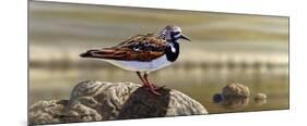 Ruddy Turnstone-Richard Clifton-Mounted Giclee Print