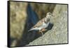 Ruddy Turnstone-Gary Carter-Framed Stretched Canvas