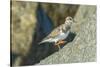 Ruddy Turnstone-Gary Carter-Stretched Canvas