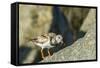 Ruddy Turnstone-Gary Carter-Framed Stretched Canvas