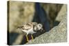 Ruddy Turnstone-Gary Carter-Stretched Canvas