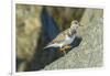 Ruddy Turnstone-Gary Carter-Framed Photographic Print