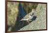 Ruddy Turnstone-Gary Carter-Framed Photographic Print