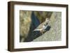 Ruddy Turnstone-Gary Carter-Framed Photographic Print