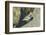 Ruddy Turnstone-Gary Carter-Framed Photographic Print