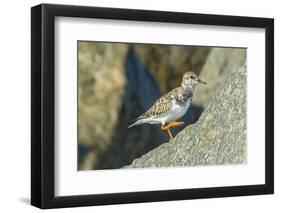 Ruddy Turnstone-Gary Carter-Framed Photographic Print