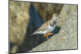 Ruddy Turnstone-Gary Carter-Mounted Photographic Print