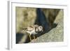 Ruddy Turnstone-Gary Carter-Framed Photographic Print