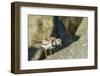 Ruddy Turnstone-Gary Carter-Framed Photographic Print