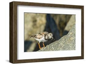 Ruddy Turnstone-Gary Carter-Framed Photographic Print