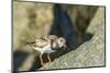 Ruddy Turnstone-Gary Carter-Mounted Photographic Print