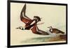 Ruddy Turnstone-John James Audubon-Framed Giclee Print