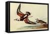 Ruddy Turnstone-John James Audubon-Framed Stretched Canvas