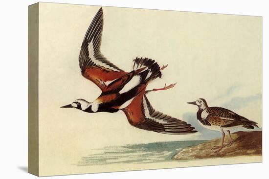 Ruddy Turnstone-John James Audubon-Stretched Canvas