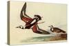 Ruddy Turnstone-John James Audubon-Stretched Canvas