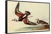 Ruddy Turnstone-John James Audubon-Framed Stretched Canvas