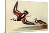 Ruddy Turnstone-John James Audubon-Stretched Canvas