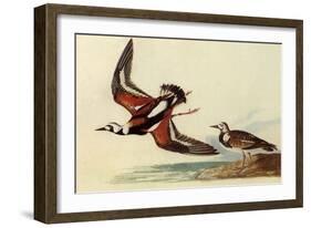 Ruddy Turnstone-John James Audubon-Framed Giclee Print