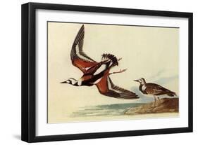 Ruddy Turnstone-John James Audubon-Framed Giclee Print