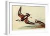 Ruddy Turnstone-John James Audubon-Framed Giclee Print