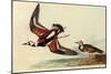 Ruddy Turnstone-John James Audubon-Mounted Giclee Print