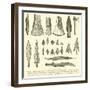 Rude Weapons of Primitive Man-null-Framed Giclee Print