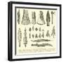 Rude Weapons of Primitive Man-null-Framed Giclee Print