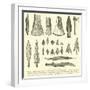 Rude Weapons of Primitive Man-null-Framed Giclee Print