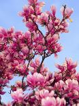 Magnolia Blossoms, Central Park, NY-Rudi Von Briel-Premium Photographic Print