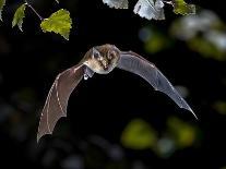 Flying Bat Hunting in Forest. the Greater Horseshoe Bat (Rhinolophus Ferrumequinum) Occurs in Europ-Rudmer Zwerver-Photographic Print