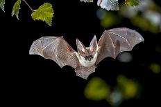 Pipistrelle Bat (Pipistrellus Pipistrellus) Flying on Wooden Ceiling of House in Darkness-Rudmer Zwerver-Photographic Print