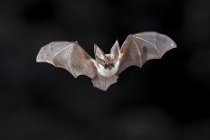 Flying Bat on Dark Background. the Grey Long-Eared Bat (Plecotus Austriacus) is a Fairly Large Euro-Rudmer Zwerver-Photographic Print