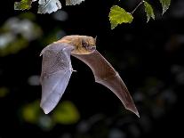 Flying Bat Hunting in Forest. the Greater Horseshoe Bat (Rhinolophus Ferrumequinum) Occurs in Europ-Rudmer Zwerver-Photographic Print