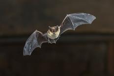 Flying Bat on Dark Background. the Grey Long-Eared Bat (Plecotus Austriacus) is a Fairly Large Euro-Rudmer Zwerver-Mounted Photographic Print