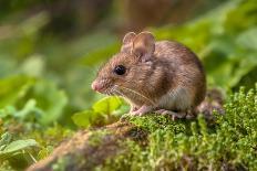 Wild Wood Mouse Resting on the Root of a Tree on the Forest Floor with Lush Green Vegetation-Rudmer Zwerver-Stretched Canvas