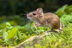 Wild Wood Mouse Resting on the Root of a Tree on the Forest Floor with Lush Green Vegetation-Rudmer Zwerver-Photographic Print