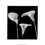 Lilies-Rudy Archer-Laminated Art Print