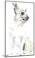 Rudy The Chihuahua-Kellas Campbell-Mounted Giclee Print