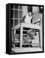 Rudy the Dachshund and Trudy the Cat Engaged in Hide and Seek Or "Pounce on the Dog"-Frank Scherschel-Framed Stretched Canvas